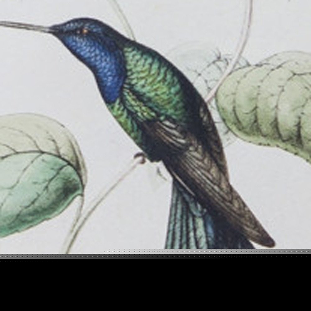 Set of Four White Hummingbird Art