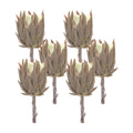Set of Six 4" Brown Artificial
