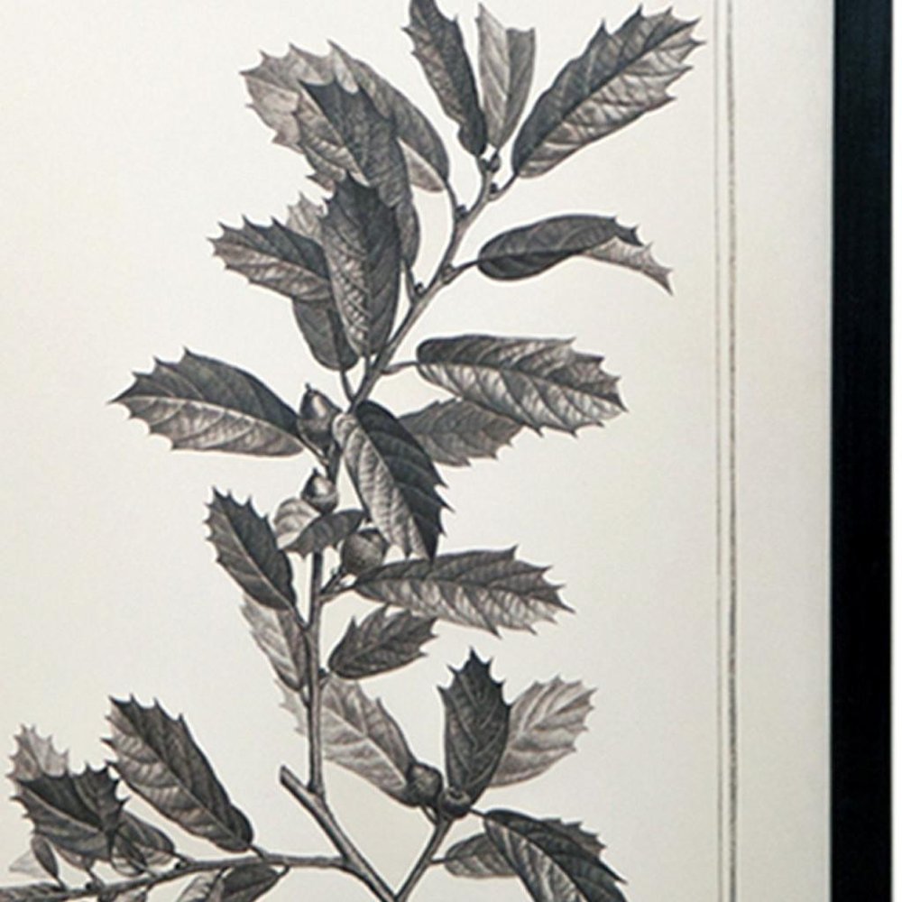 Set of Two Black And White Botanical Leaves Framed Art