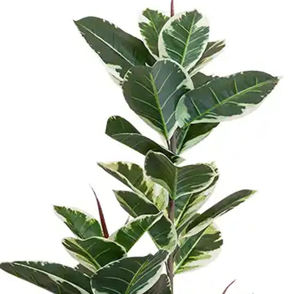 63" Green Artificial Rubber Tree In Cylindrical Black Cement Pot