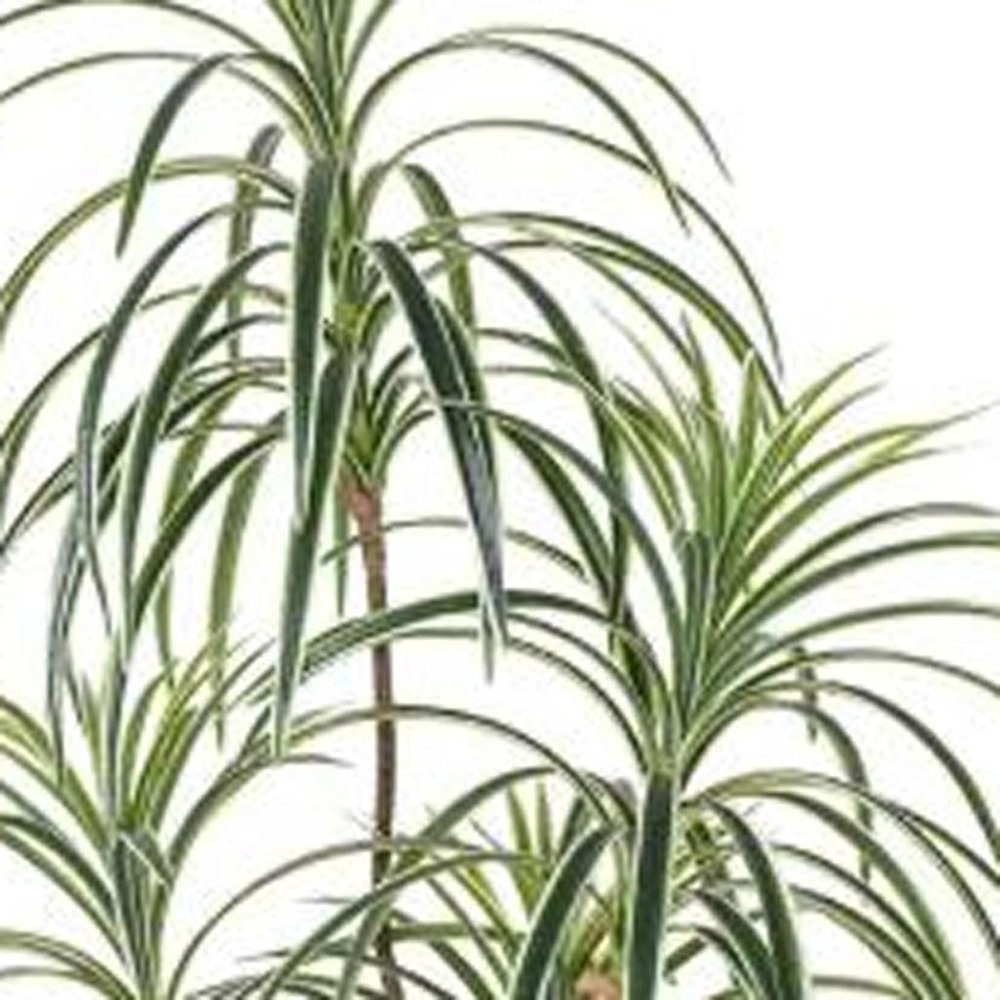 63" Green Artificial Dracaena Tree In Cylindrical Black Cement Pot