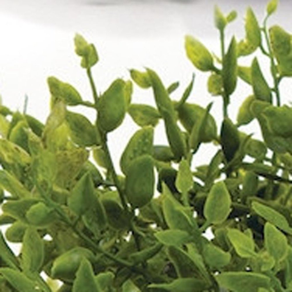 Set of Six 8" Green Artificial